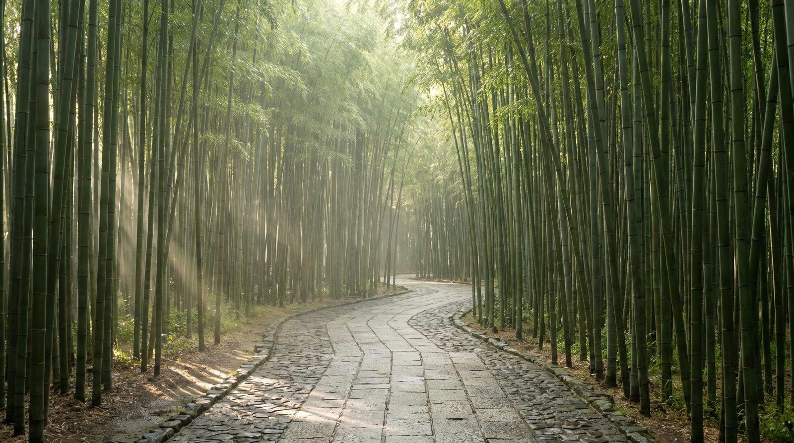 Arashiyama Monkey Park and Bamboo Grove With Kids: A Morning That Actually Works